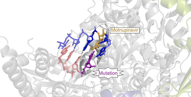 The antiviral drug candidate molnupiravir (yellow) is incorporated into the viral RNA, where it leads to mutations (purple) that ultimately prevent the virus from replicating. 