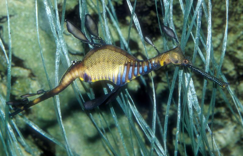 Seedrachen (Phyllopetryx taeniolatus) leben im Westen und Süden Australiens. Sie gehören zur Seepferdchen-Familie, wobei sie evolutionsgeschichtlich ältere Verwandte darstellen als die Seepferdchen selbst.