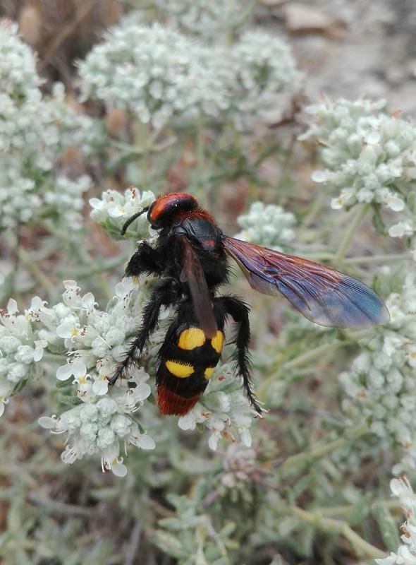 Mammoth wasp, Greece