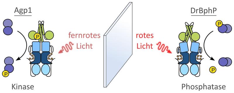 Das Phytochrom Agp1 wird im fernroten Licht als Kinase aktiv. Spiegelbildlich dazu wird das Phytochrom DrBphP in rotem Licht als Phosphatase aktiv. 