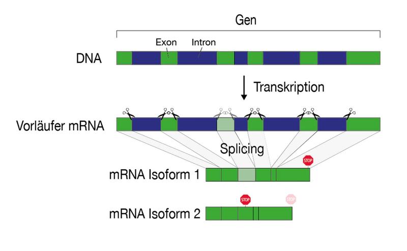 Die Information eines Gens liegt auf der DNA «zerstückelt» vor und muss während der Genexpression zusammengefügt werden. Während des Splicing-Prozesses werden Introns (blau) erkannt und herausgeschnitten. 