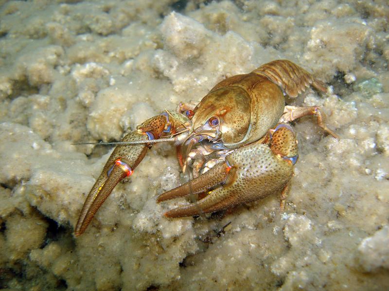 Vom Aussterben bedroht: Europäischer Edelkrebs (Astacus Astacus). 