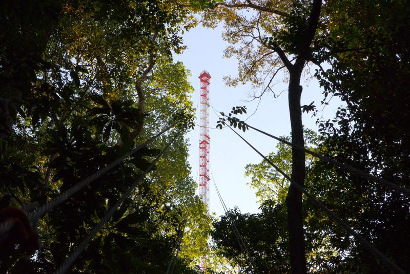 With the help of the 325-meter-high tower at ATTO, exchange processes between the rainforest and the atmosphere can be studied. 