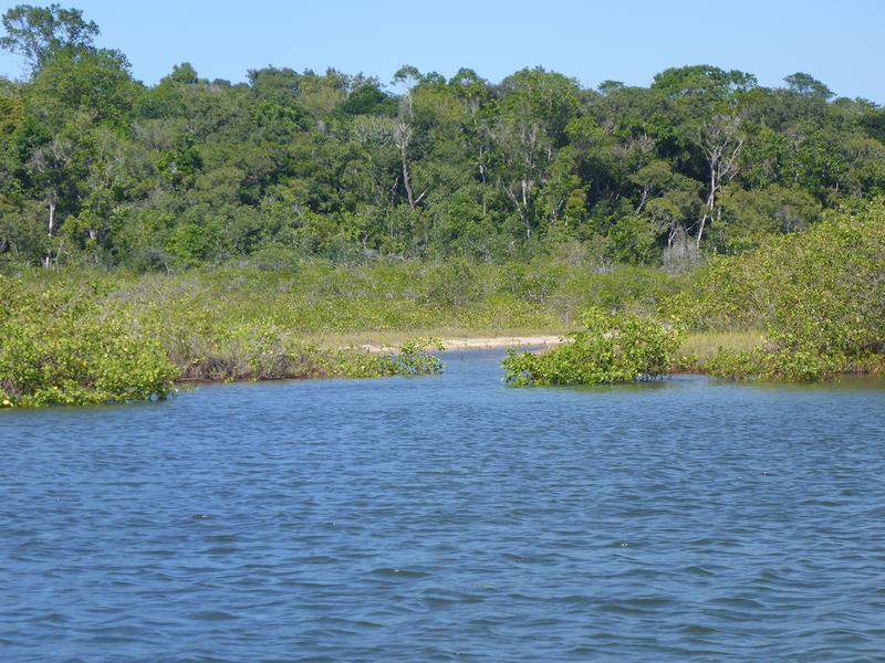Mangroves and small salt marsh (centre) in Brazil