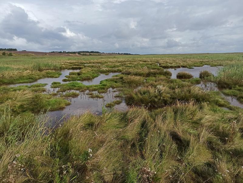 Salt marsh in Braderup on the German island of Sylt 