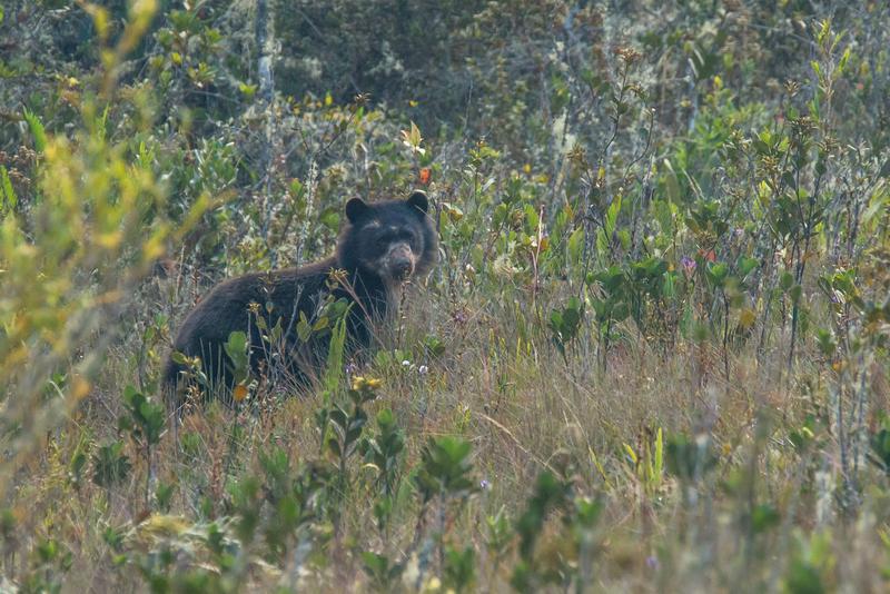 Usually, spectacled bears have a dark fur.