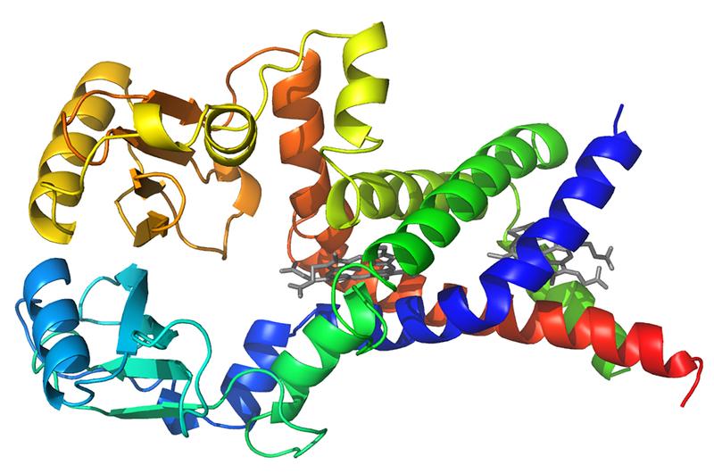 Membranprotein FoxB des Krankenhauskeims P. aeruginosa