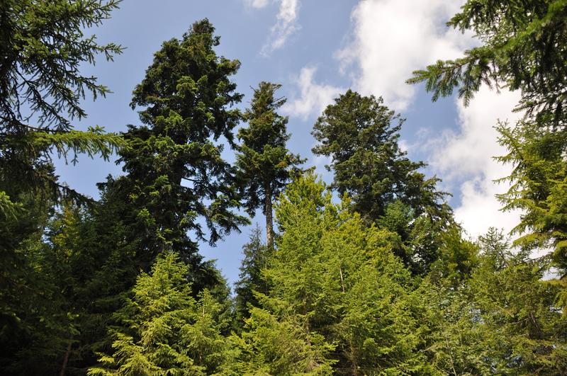 Gemischter Weisstannen- und Fichtenbergwald auf 1020 Metern Höhe in einem der Studiengebiete. 