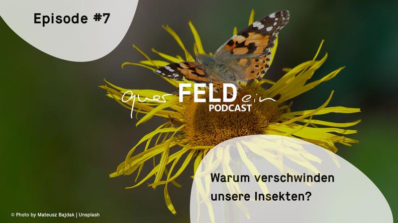 Folge 7 des querFELDein-Podcast zum Thema Insektensterben