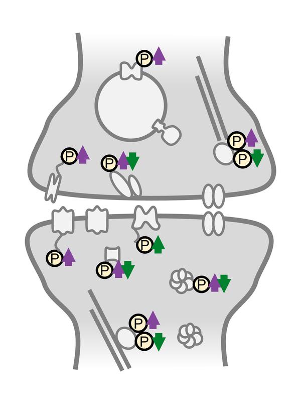 Synapses differentially regulate phosphorylation sites on synaptic proteins during homeostatic scaling.