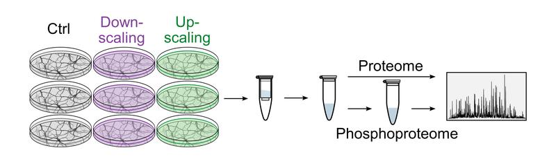 Illustration of the experimental workflow. Homeostatic up- and downscaling was induced pharmacologically in cultured cortical neurons. Phosphorylated proteins were detected using mass spectrometry.