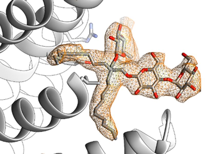 The figure shows the binding of a soap molecule (light brown) on the surface of the bacterial channel MscS (gray).