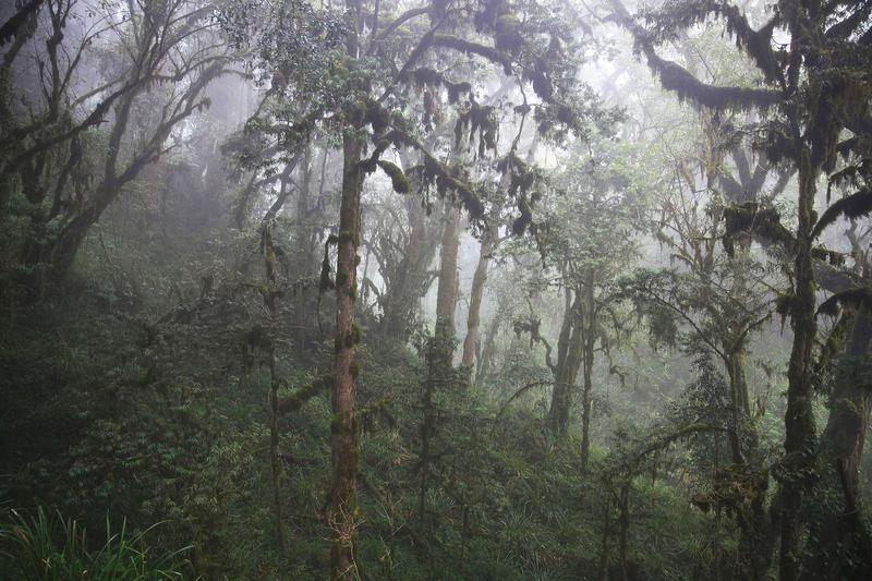 Cloud forest of Kilimanjaro. 