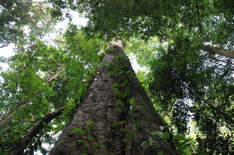 Giant tree of the species Entandrophragma excelsum at Kilimanjaro.