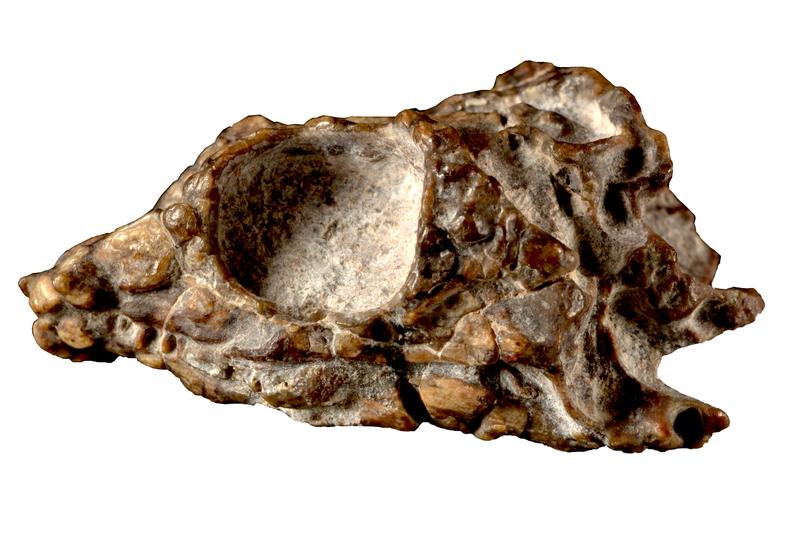Das 231 Millionen Jahre alte Fossil von Taytalura alcoberi.