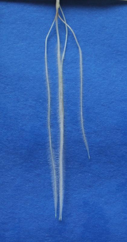 Seven-day-old barley roots of mutant egt2: It grows strictly downwards (hypergravitropic). 