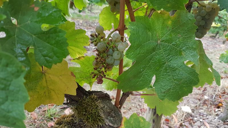 Vogelfraß im Weinberg