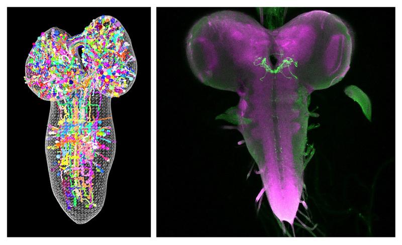 Die Abbildung zeigt links eine Teilrekonstruktion des larvalen Gehirns, rechts ist ein lichtmikroskopisch markiertes larvales Gehirn von Drosophila zu sehen.