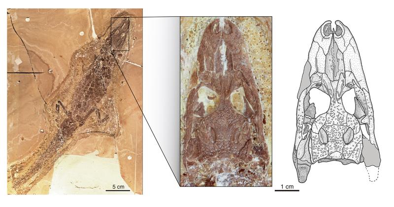 Skelett und Schädel (Vergrößerung) eines der seltenen Funde von Tsoabichi greenriverensis, einem frühen Kaiman, aus den rund 52 Millionen Jahre alten Gesteinen der Green-River-Formation in Wyoming, USA.