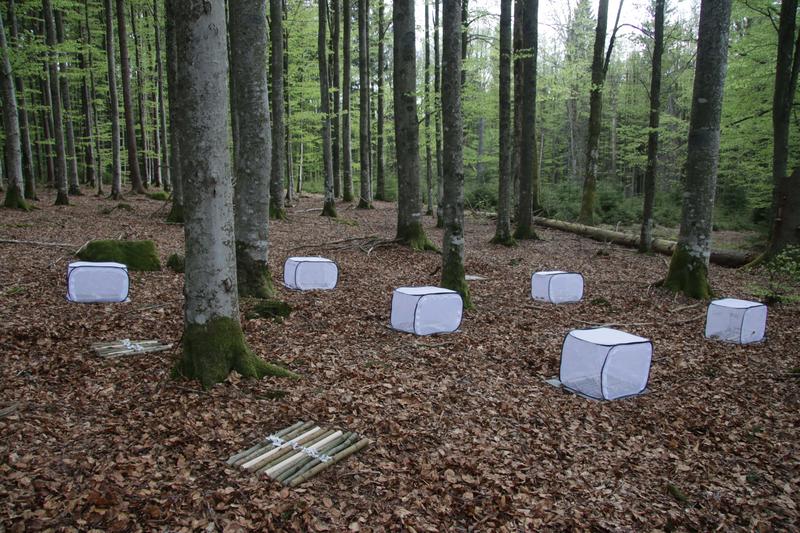 Experiment mit Totholz im Nationalpark Bayerischer Wald: Ein Teil der Holzstücke liegt in Käfigen, um Insekten fernzuhalten. 