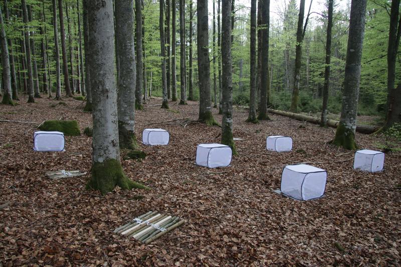 Experiment with deadwood in the Bavarian Forest National Park: some of the wood is kept in cages to keep insects at bay.