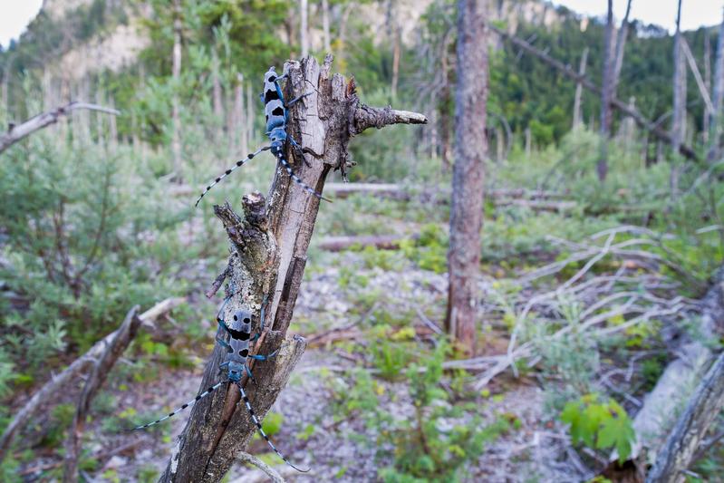 The alpine longhorn beetle (Rosalia alpina) belongs to the family of longhorn beetles. Its larvae feed on deadwood.