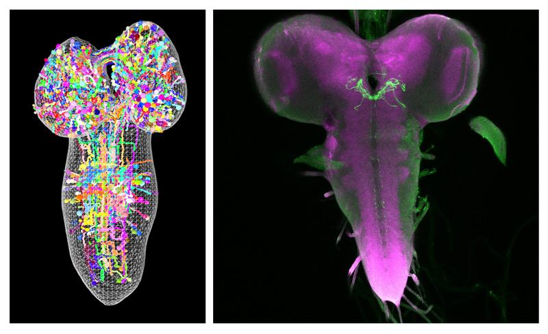 The figure on the left shows a partial reconstruction of the larval brain from a 3D electron microscope. Each sphere represents a single neuron of the total of about 12,000 neurons, which are shown in different colours.