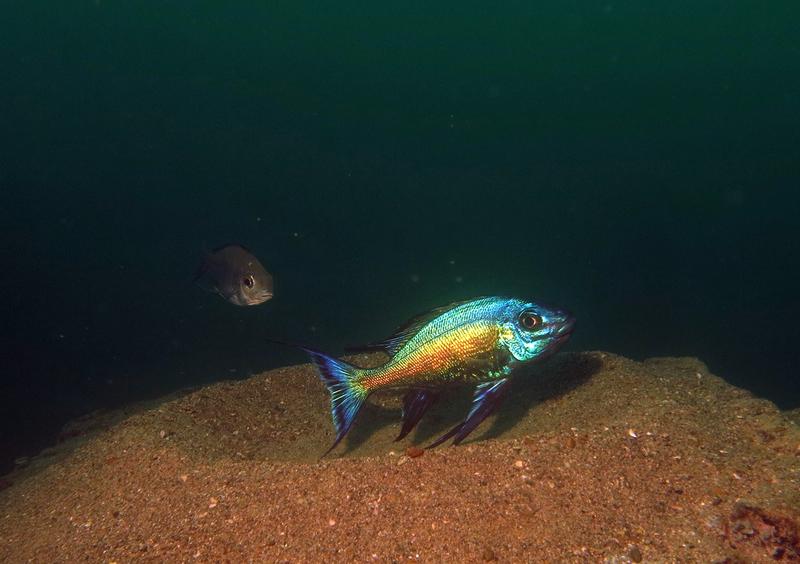 Bei vielen Buntbarschen im Tanganjikasee ist der Unterschied zwischen Weibchen und Männchen äusserlich klar ersichtlich, wie hier bei der Art Cyathopharynx foae (Weibchen links, Männchen rechts).