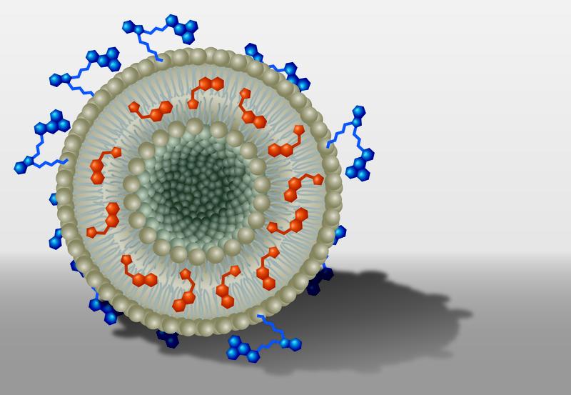Schemazeichnung eines beladenen Nanotransporters: Das Liposom (grau) ist mit Wirkstoff- (orange) und Farbstoffmolekülen (blau) ausgestattet.