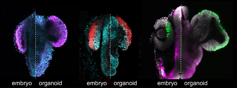 Vergleichende Ansicht der sich entwickelnden Netzhaut im Fischembryo und im Organoid aus der Petrischale.