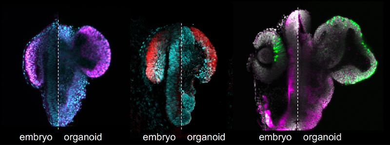 Side by side comparison of the emerging retina in the fish embryo and in the retinal organoid grown in a Petri dish.