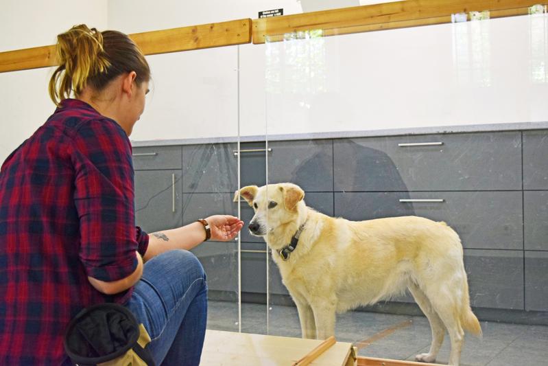 Die Hunde erhielten Futterstücke durch die Öffnung in der Trennwand, bis die Versuchsleiterin die Futterstücke plötzlich absichtlich oder unabsichtlich nicht mehr fütterte.