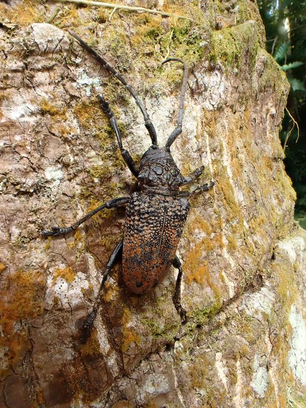 Bockkäfer auf einem Totholz-Stamm im Bergwald. 