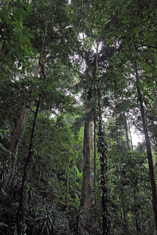 Baumriesen im Bergwald auf rund 1.600 Metern Höhe. 