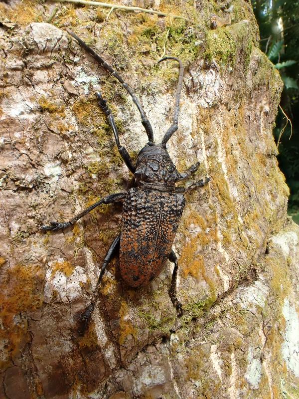 Longhorn beetle on a deadwood trunk in the montane forest. 