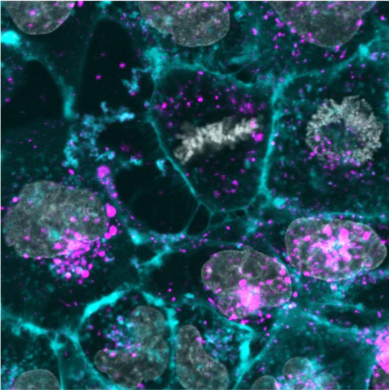 Human skin cells cultures (gray and cyan) are reprogrammed by the uptake of synthetic exosomes (purple).
