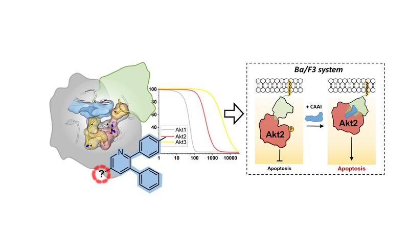 Die Kombination aus strukturbasiertem Design, biochemischer Charakterisierung und einem neuen innovativen zellulären System ermöglicht es, vielversprechende chemische Werkzeuge für die Wirkstoffforschung zu identifizieren.