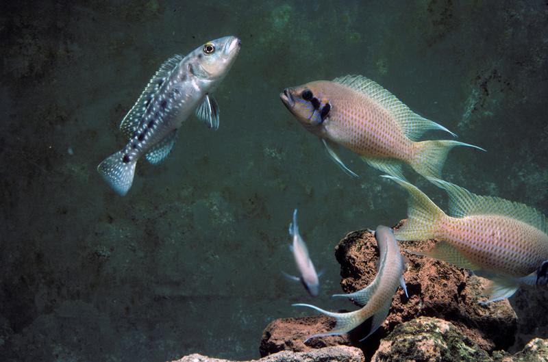 Ein Brutfisch einer natürlichen Buntbarsch-Gruppe greift einen Räuber an.