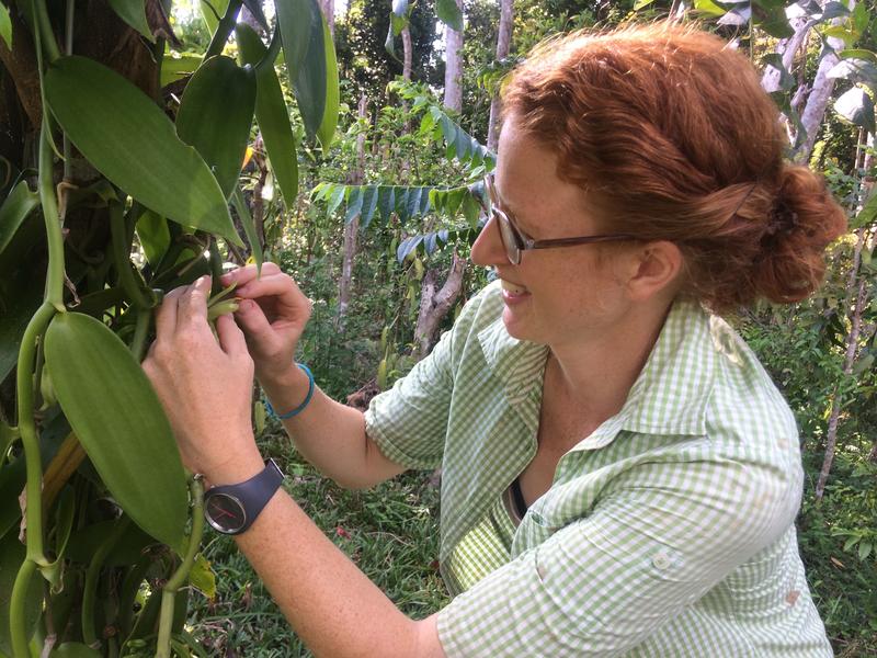 Doktorandin Annemarie Wurz bestäubt per Hand eine Vanilleblüte in Madagaskar. Hierfür wird ein Orangendorn verwendet, um das Rostellum anzuheben und der Daumen um Staubbeutel und Narbe zusammenzudrücken.