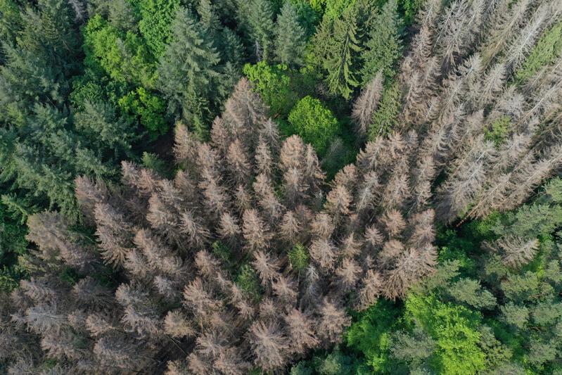 Symbolbild für geschädigten Wald