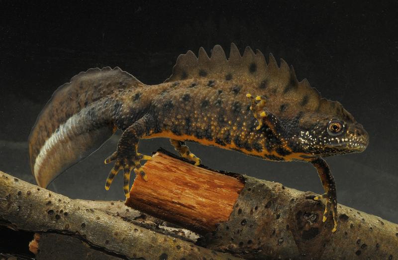 Männchen des Nördlichen Kammmolches in Wassertracht - der Rückenkamm verleiht den Tieren nicht nur ihren Namen, sondern auch das urtümliche Aussehen von kleinen Wasserdrachen.    