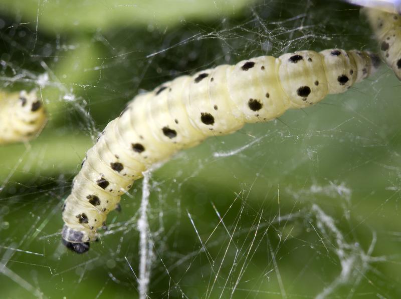 Larvae of the spider moth, Yponomeuta cagnagella, produce strongly adhesive fibres. 