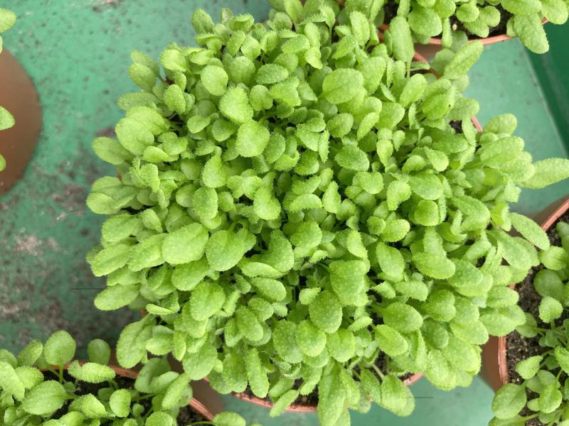 Die Versuchspflanze Ackerschmalwand (Arabidopsis thaliana) im Gewächshaus.