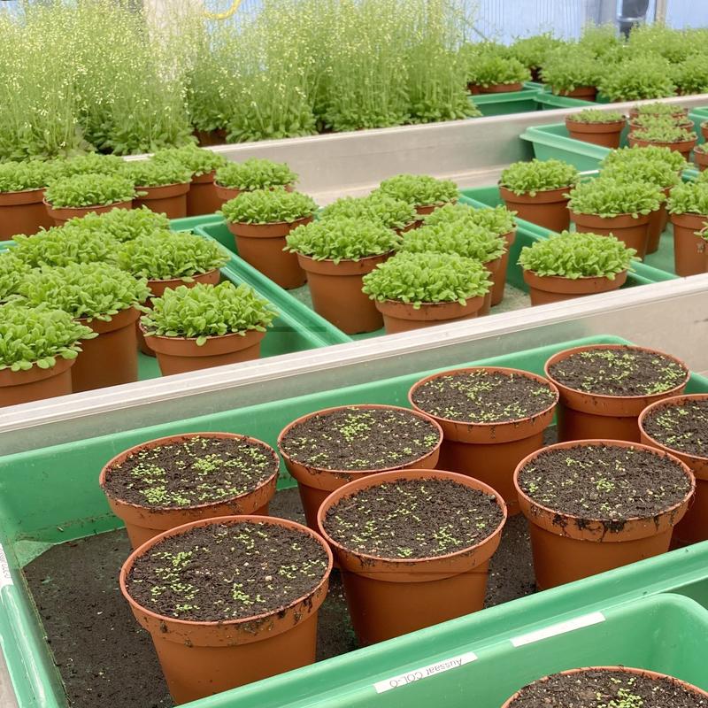 The model plant thale cress (Arabidopsis thaliana) in the greenhouse.