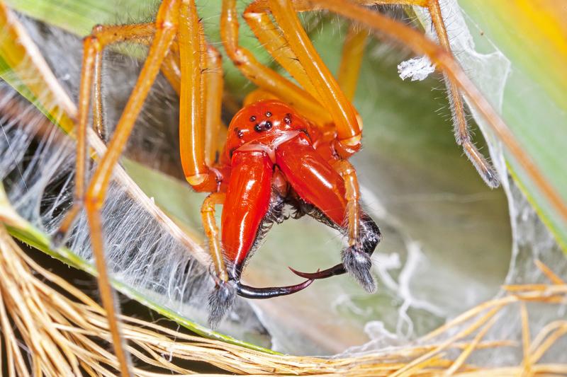 Spinnen wie dieser Ammen-Dornfinger (Cheiracanthium punctorium), produzieren komplexe Gifte. 