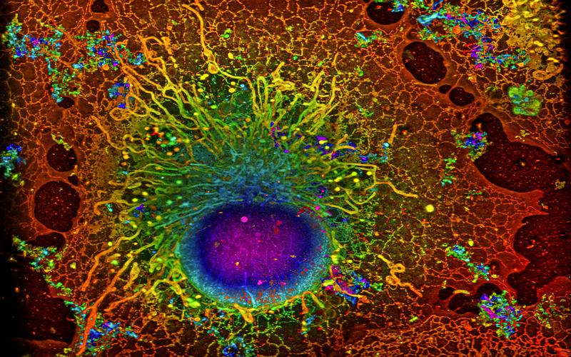 Eine COS-7-Zelle, aufgenommen mit SMLM 