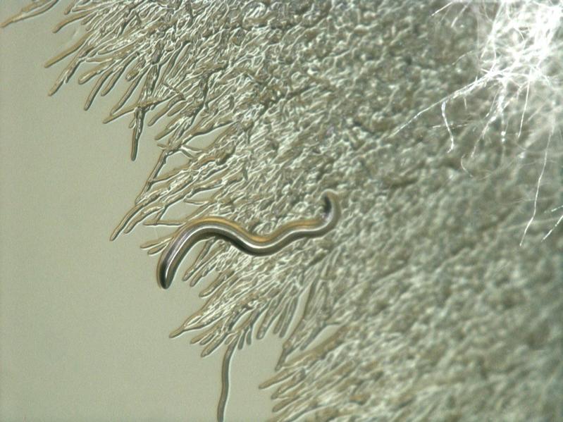 In Gegenwart der Toxin-bildenden Bakterien im Innern der Hyphen werden Fadenwürmer abgetötet, wie die Wissenschaftler*innen in Experimenten beweisen konnten.