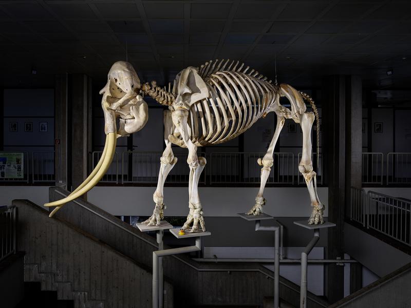 Das Skelett des Elefanten "Jack" gehört zu den Exponaten der Zoologischen Sammlung der Philipps-Universität. Das Exponat ist am Fachbereich Biologie zu sehen.