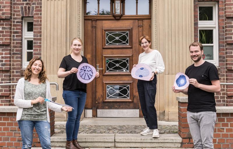 Ermöglichen mit ihren Analysen einen hochauflösenden Blick in den Hoden (v.l.n.r.): Dr. Sara Di Persio, Priv.-Doz. Dr. Nina Neuhaus und Dr. Sandra Laurentino vom Centrum für Reproduktionsmedizin sowie Tobias Tekath vom Institut für Medizinische Informatik