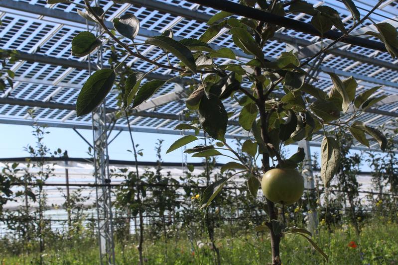 The solar modules protect the apple trees from too much sun and other extreme weather conditions.